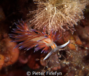 Sea slug / Nudibranch (Cratena peregrina)Ibiza by Pieter Firlefyn 